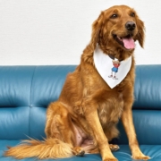 A color photo of a dog with a Gilda's Club bandana