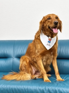 A color photo of a dog with a Gilda's Club bandana