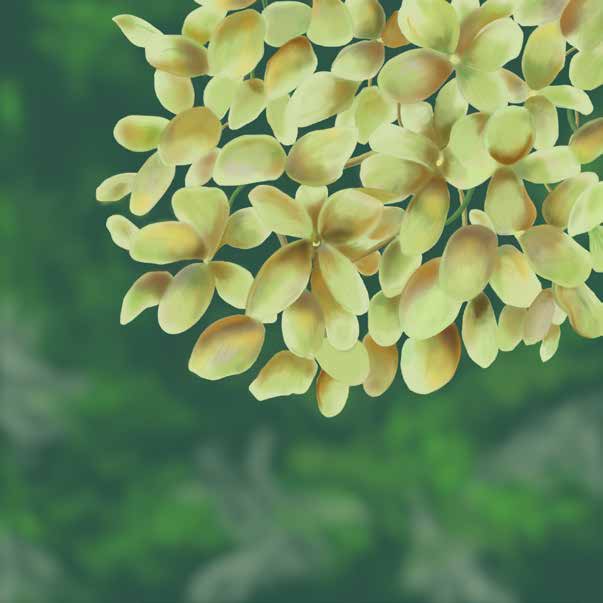 illustrations_Page_01_Image_0001 Hydrangea
