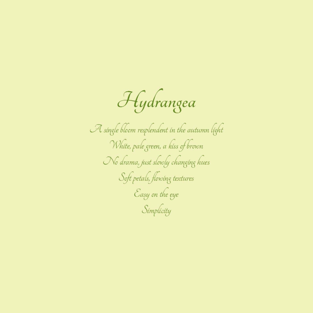 Hydrangea